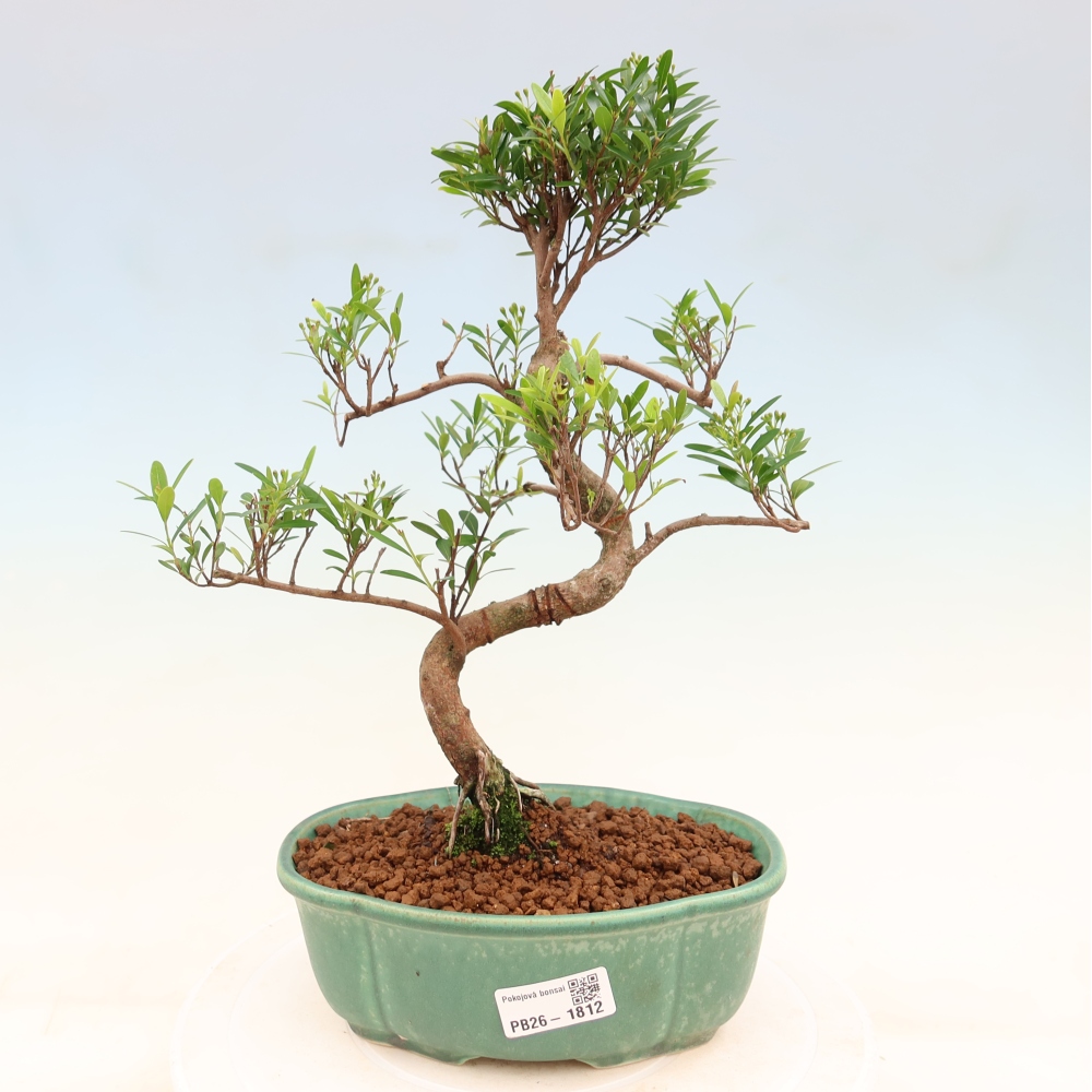 Szobai bonsai - Syzygium - Pimento