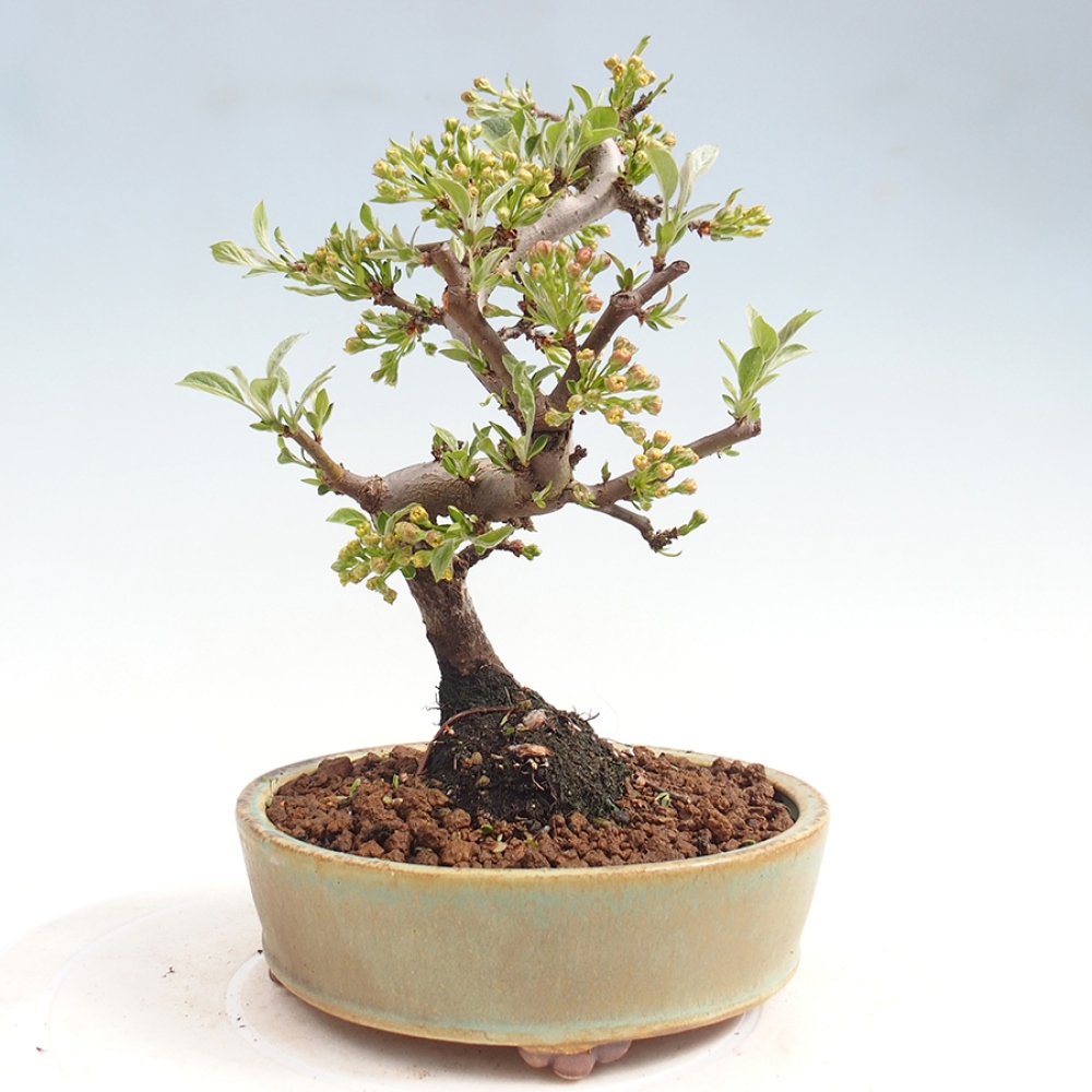 Kültéri bonsai - Malus sargentii - Kis gyümölcsű almafa