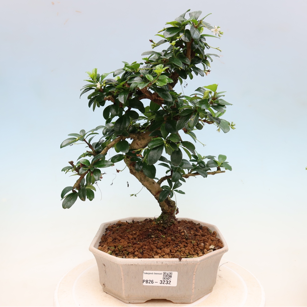 Szobai bonsai - Carmona macrophylla - Tea fuki
