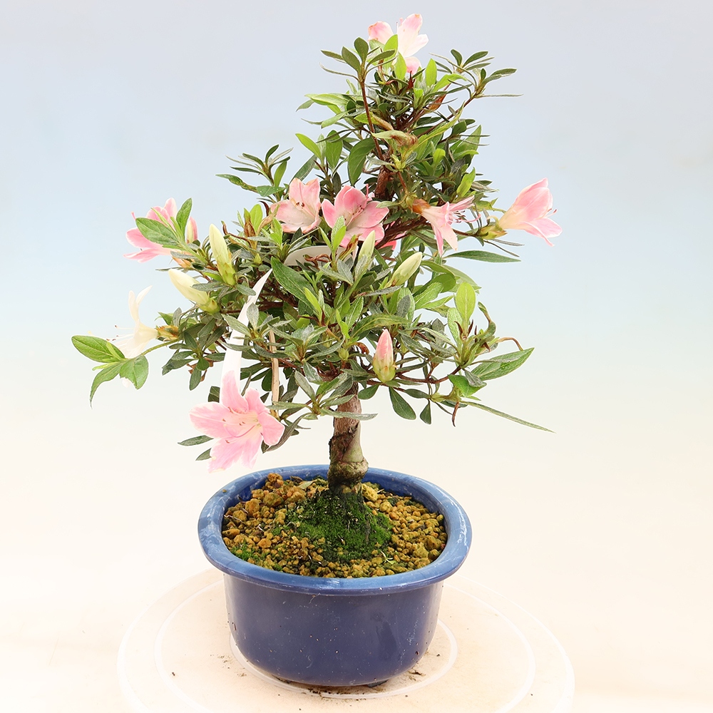 Kültéri bonsai - Japán azálea - Azalea Senhime