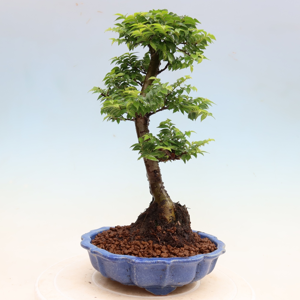 Kültéri bonsai – Ulmus Jacqueline Hillier – Gyönyörű szil
