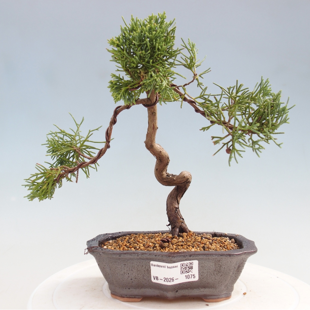 Kültéri bonsai - Juniperus chinensis Kishu