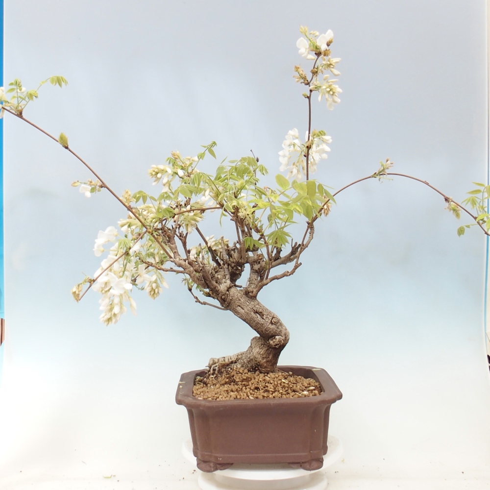 Kültéri bonsai - Vistaria - Wisteria