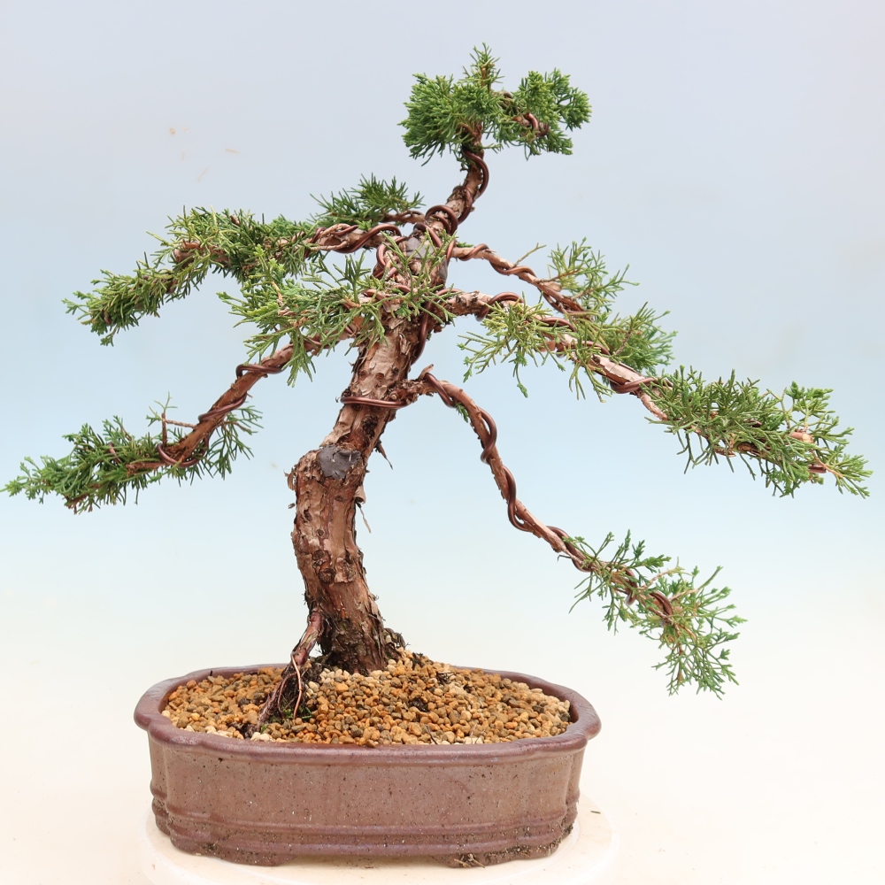 Kültéri bonsai - Juniperus chinensis Kishu