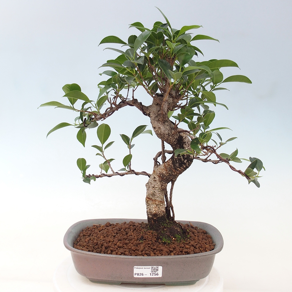Szobai bonsai - Ficus kimmen - kislevelű fikusz