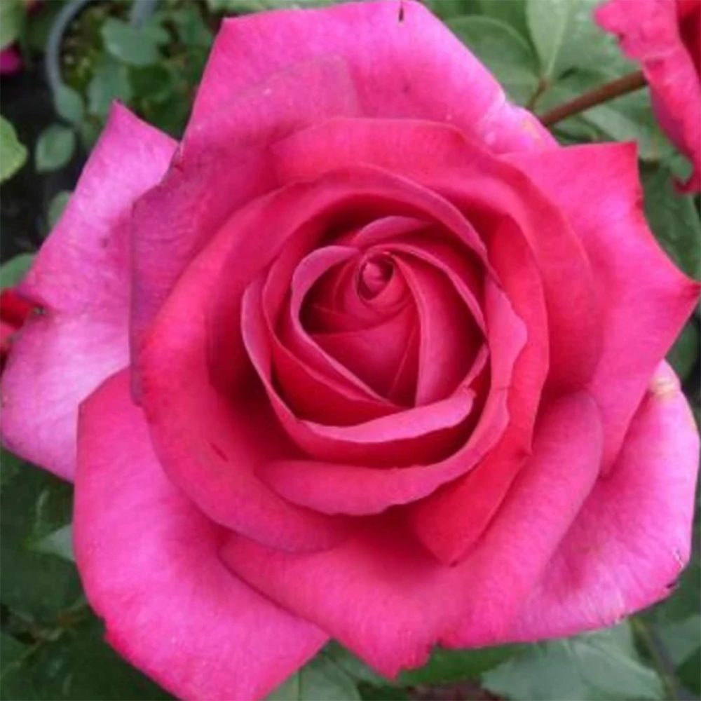 Kültéri bonsai - Rosa Kordes - rózsa