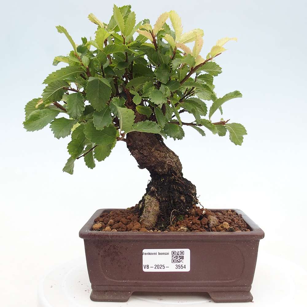Kültéri bonsai - Zelkova - Zelkova NIRE