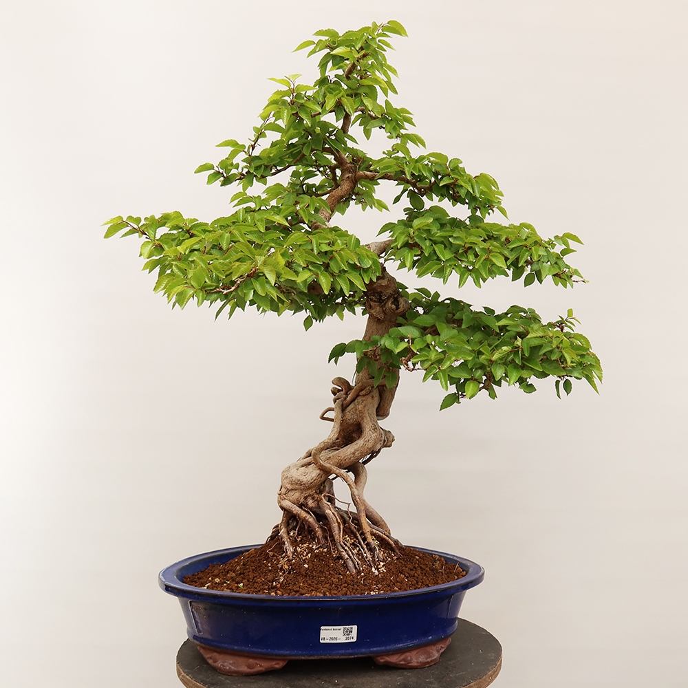 Kültéri bonsai -Carpinus Coreana - Koreai gyertyánfa