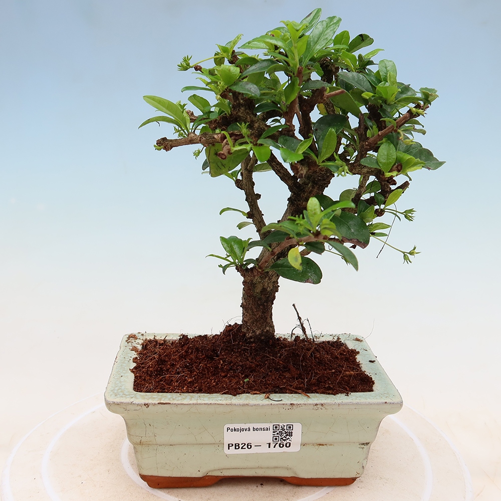 Szobai bonsai - Carmona macrophylla - Tea fuki