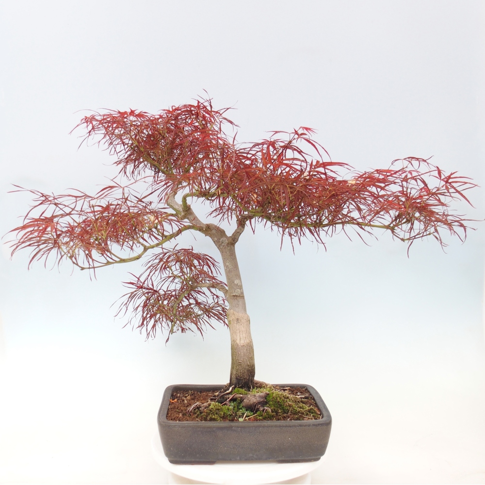 Kültéri bonsai - Acer palmatum RED PYGMY