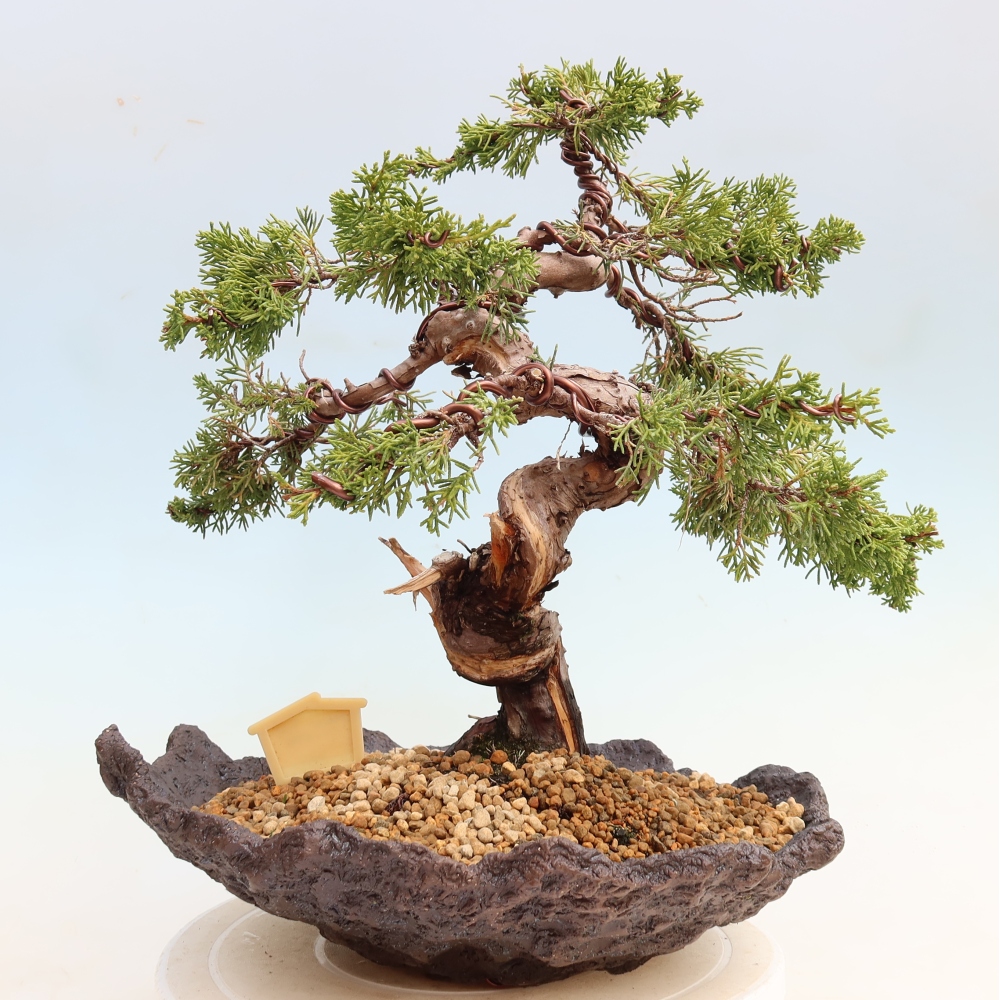 Kültéri bonsai - Juniperus chinensis Itoigawa-Juniperus chinensis