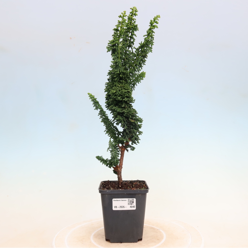 Kültéri bonsai - Cham. obtusa SEKKA HINOKI - Cifra ciprus