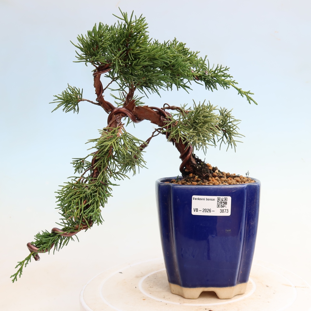 Kültéri bonsai - Juniperus chinensis Kishu