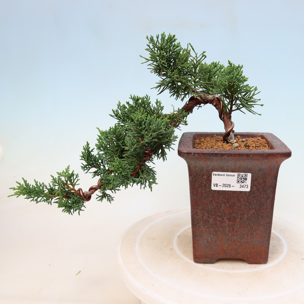 Kültéri bonsai - Juniperus chinensis Kishu