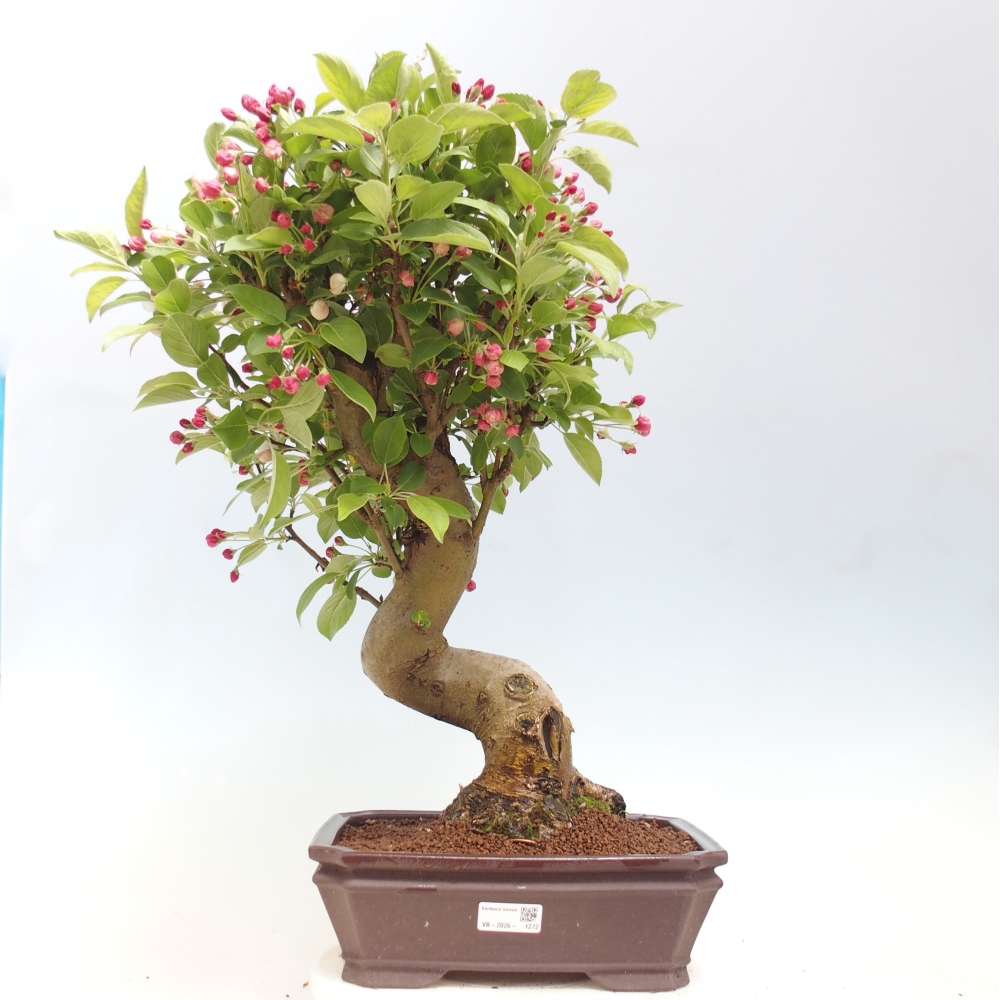 Kültéri bonsai -Malus halliana - Kis gyümölcsű almafa