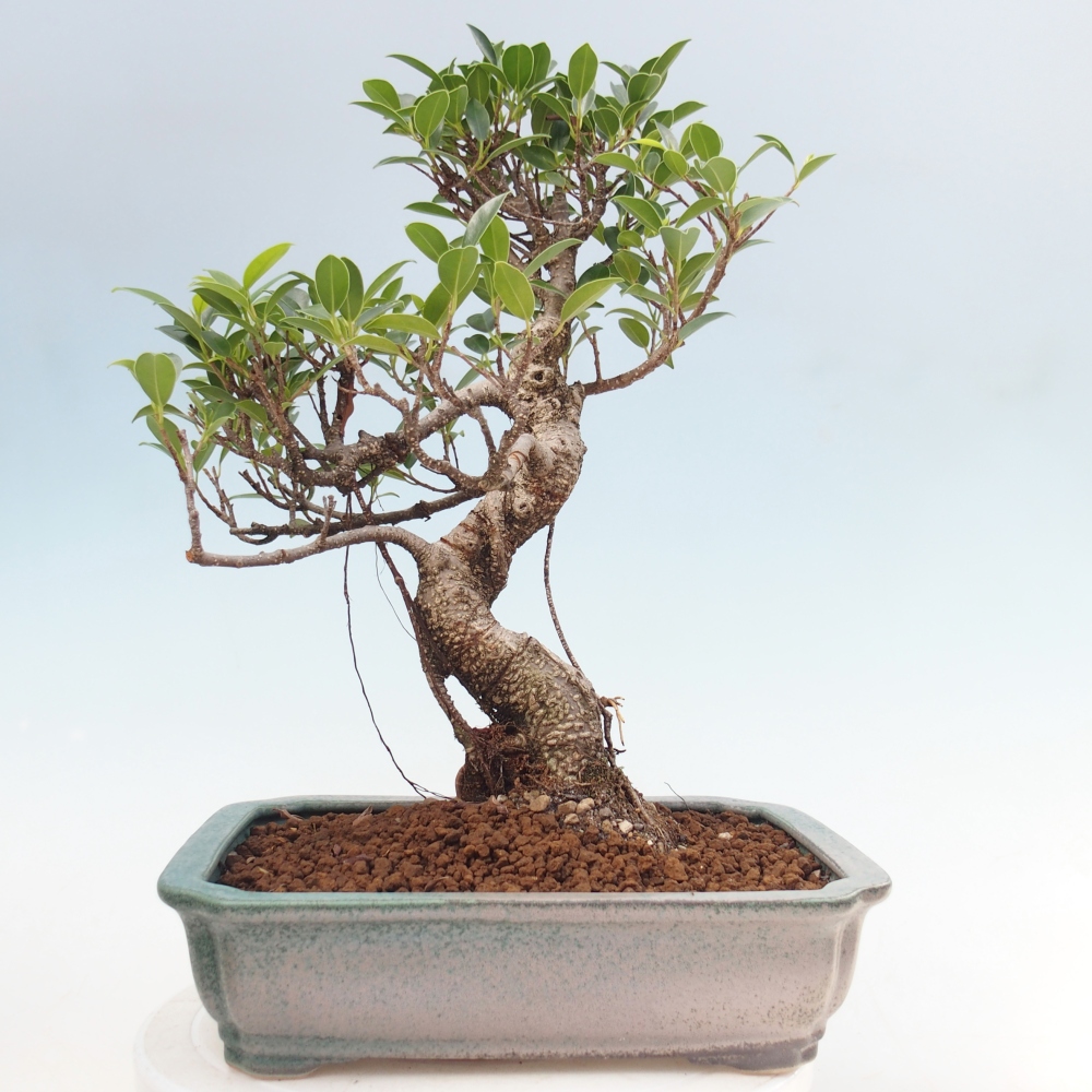 Szobai bonsai - Ficus kimmen - kislevelű fikusz