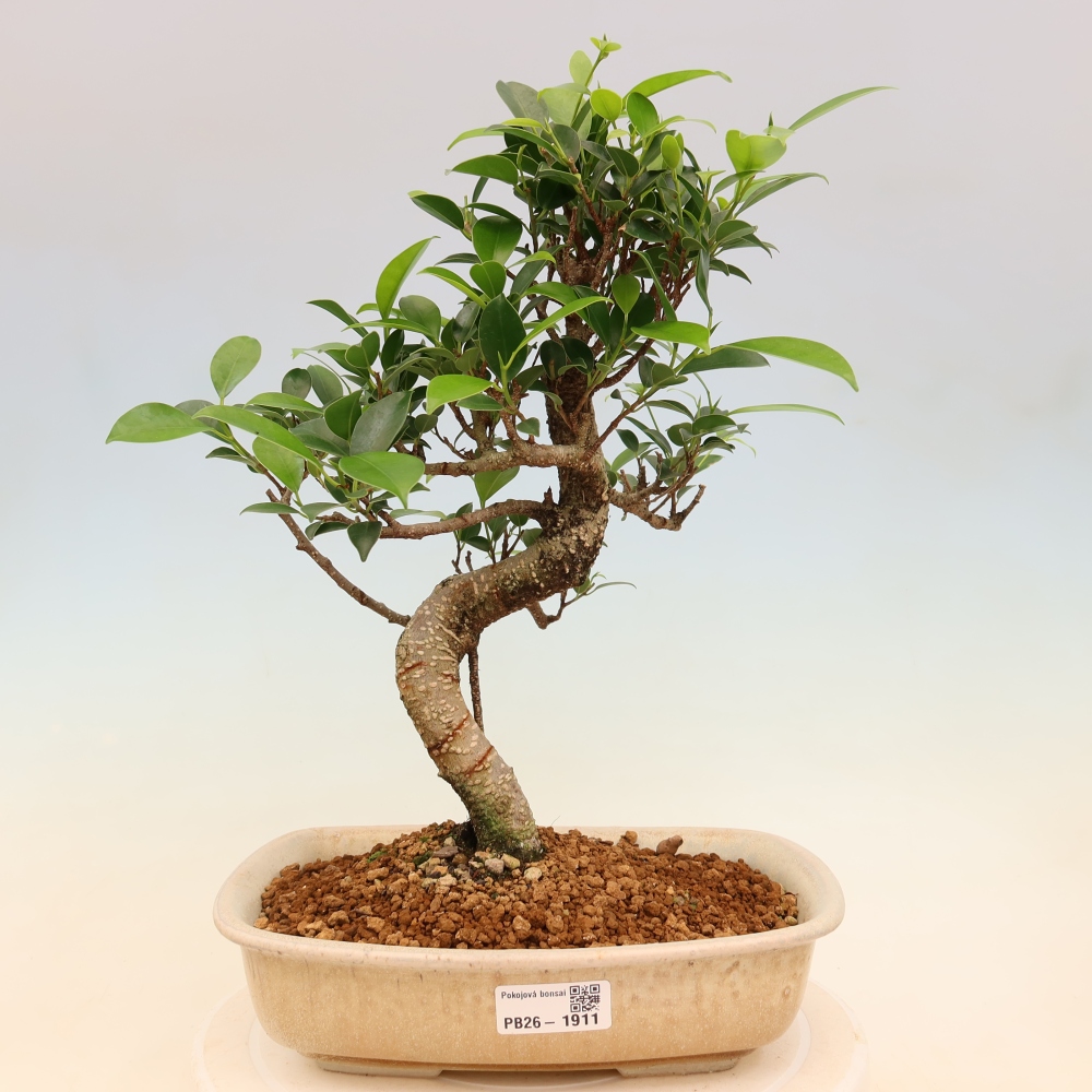 Szobai bonsai - Ficus kimmen - kislevelű fikusz