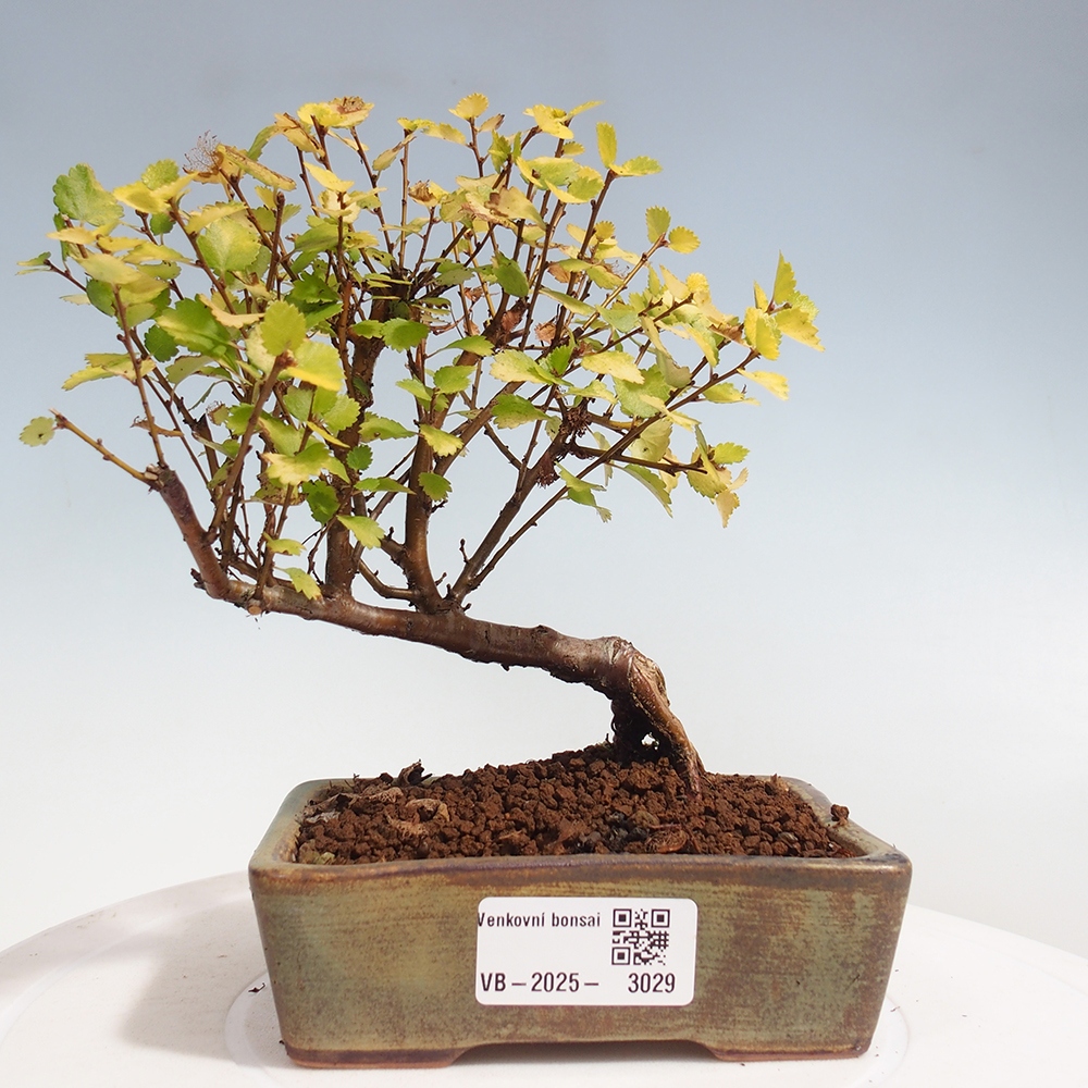 Kültéri bonsai - Törpe nyírfa - Betula NANA Treasure