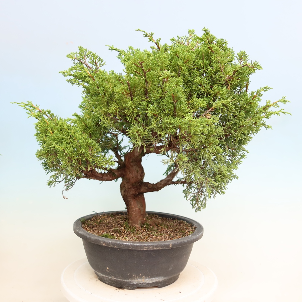 Kültéri bonsai - Juniperus chinensis Itoigawa-Juniperus chinensis