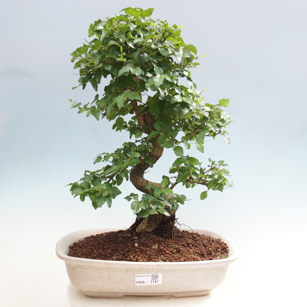 Szobai bonsai -Ligustrum chinensis - Madárcsőr