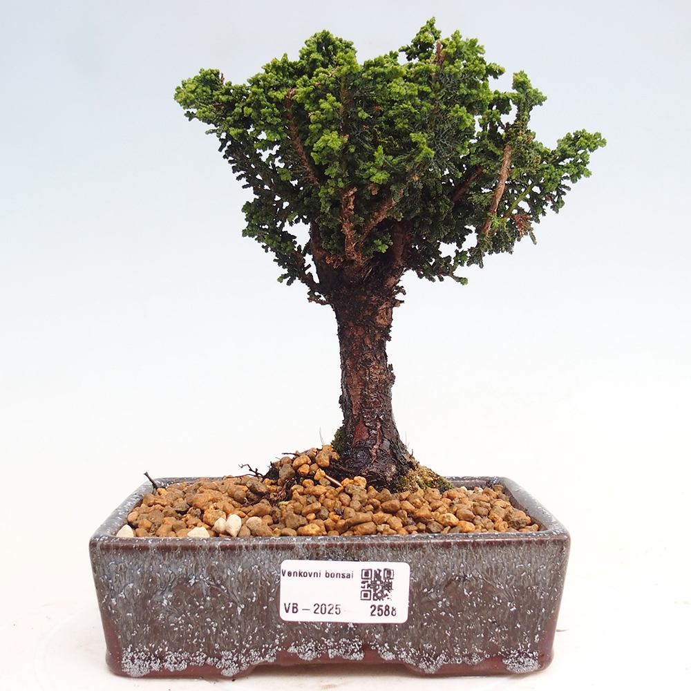 Kültéri bonsai - Cham. obtusa SEKKA HINOKI - Cifra ciprus