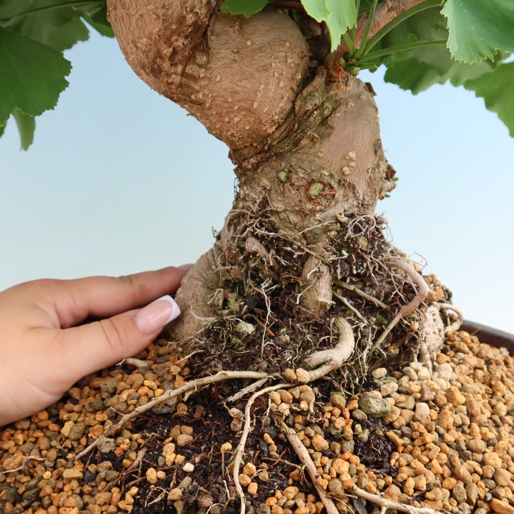 Kültéri bonsai - Ginkgo biloba - Ginkgo biloba