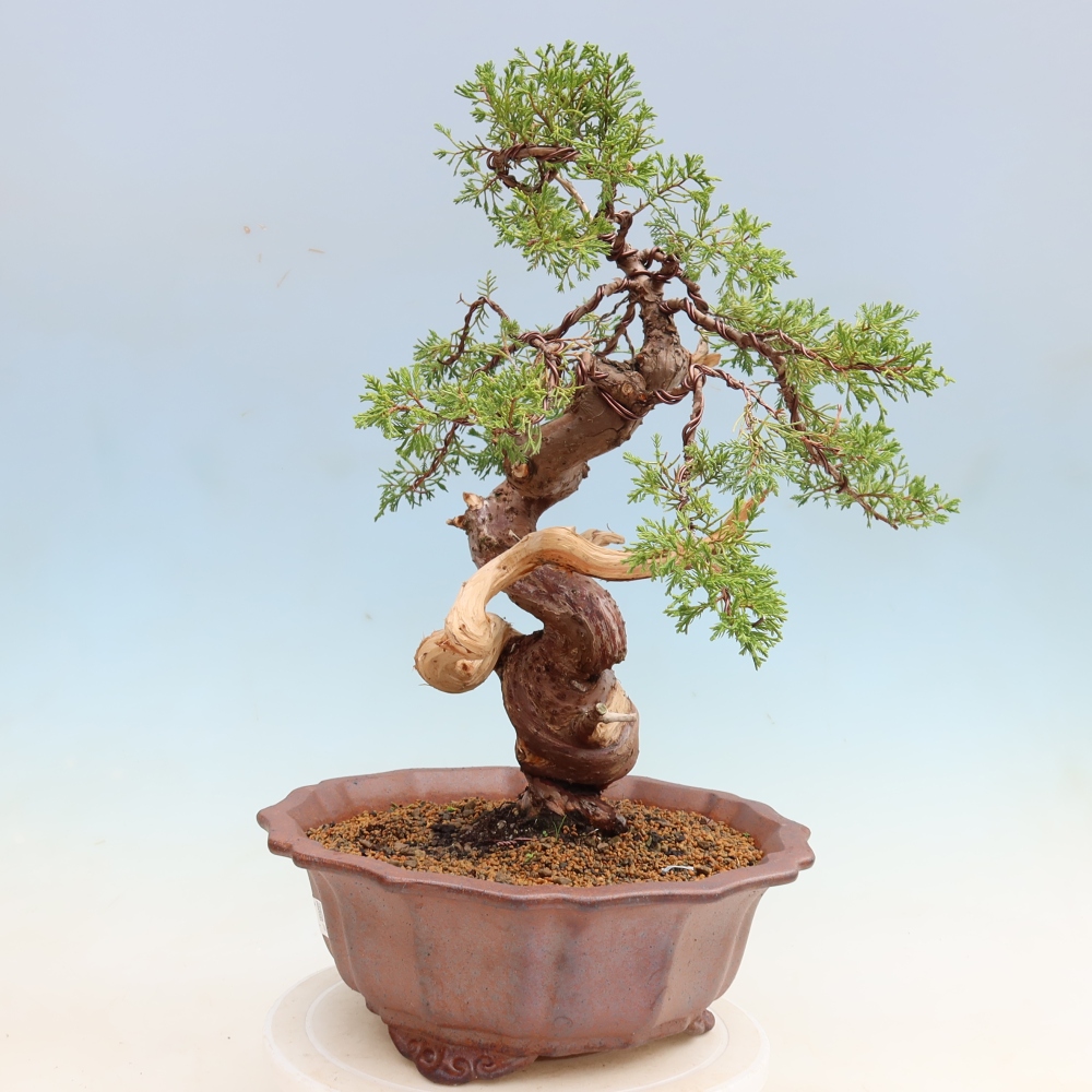 Kültéri bonsai - Juniperus chinensis Itoigawa-Juniperus chinensis