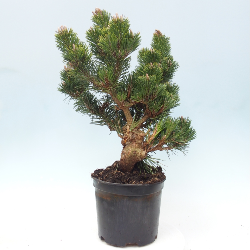 Kültéri bonsai - Pinus thunbergii senjyumaru - Thunberg fenyő