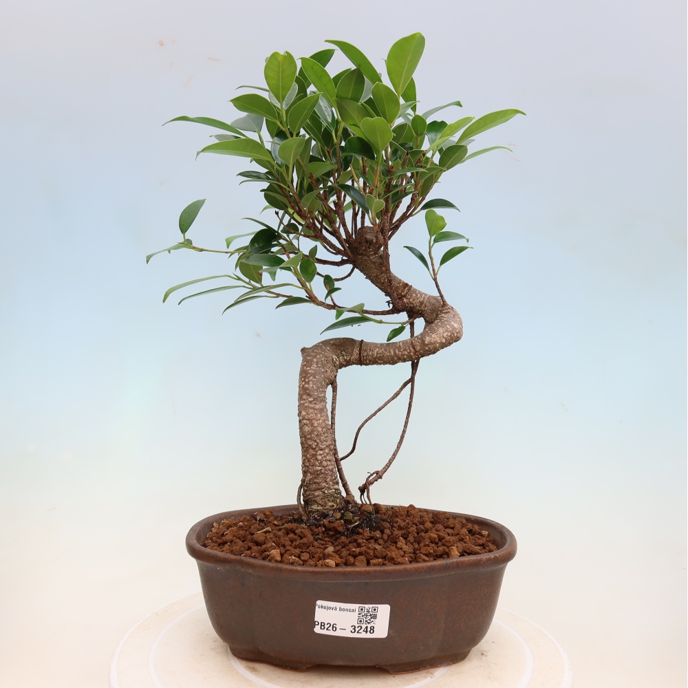 Szobai bonsai - Ficus kimmen - kislevelű fikusz