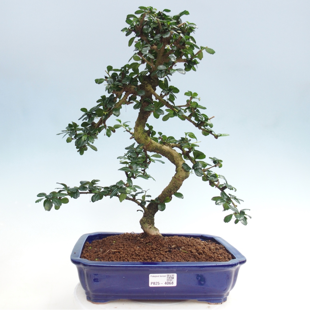 Szobai bonsai - Carmona macrophylla - Tea fuki