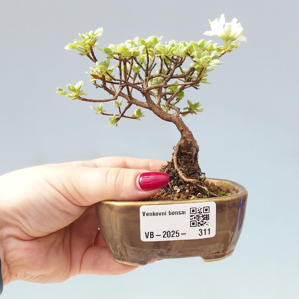 Kültéri bonsai - Rhododendron indicum - japán azálea