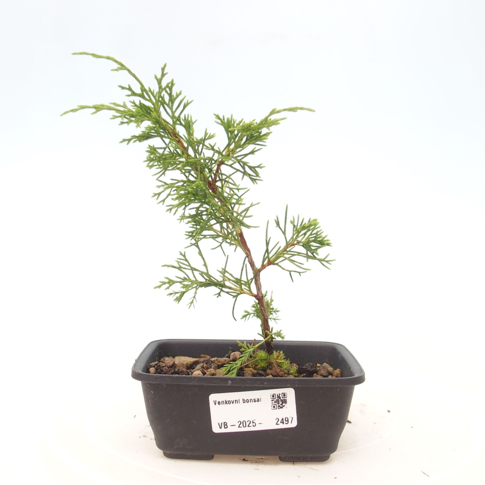 Kültéri bonsai - Juniperus chinensis Itoigawa