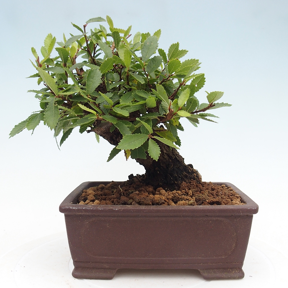 Kültéri bonsai - Zelkova - Zelkova NIRE