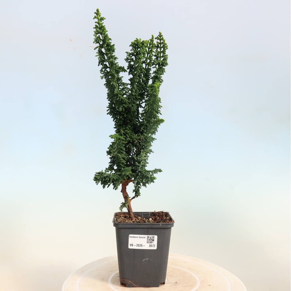 Kültéri bonsai - Cham. obtusa SEKKA HINOKI - Cifra ciprus