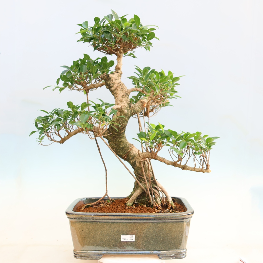 Szobai bonsai - Ficus kimmen - kislevelű fikusz