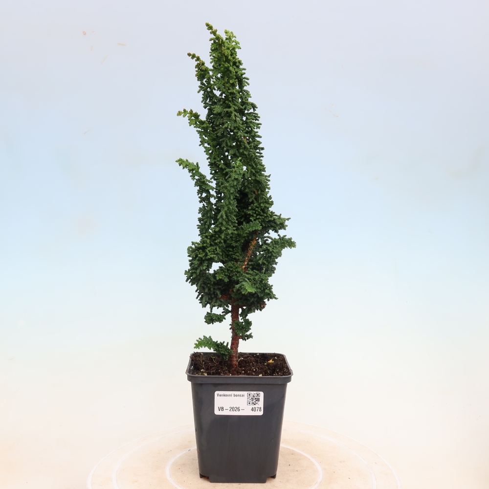 Kültéri bonsai - Cham. obtusa SEKKA HINOKI - Cifra ciprus