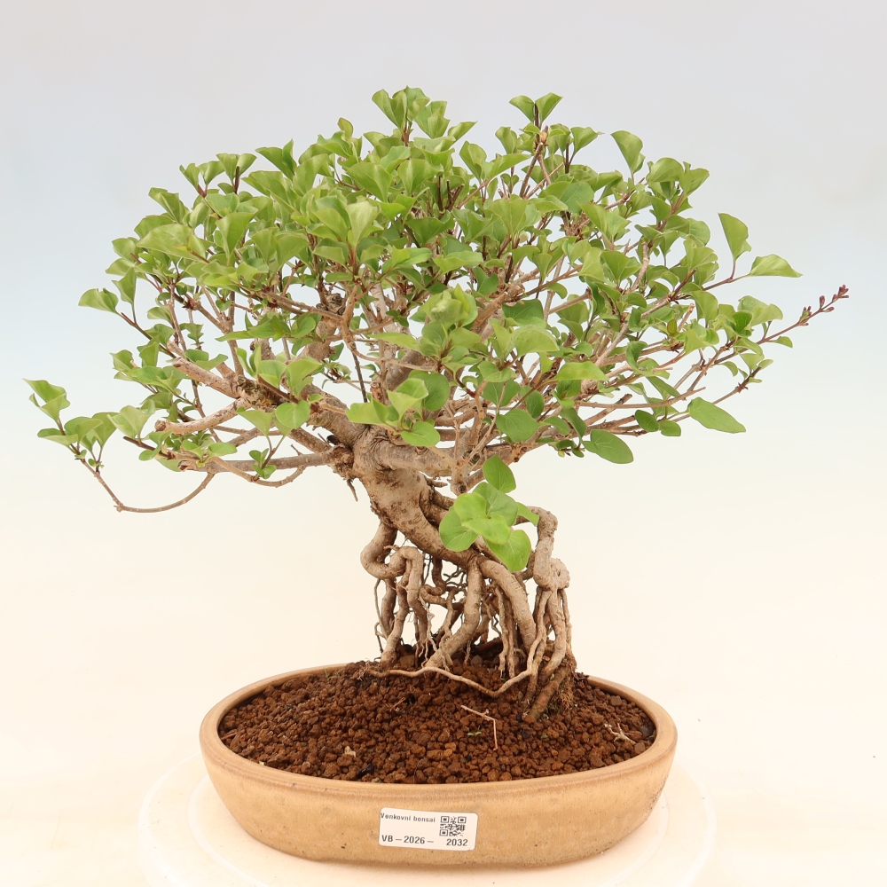 Kültéri bonsai - Syringa microphylla - kisvirágú lila