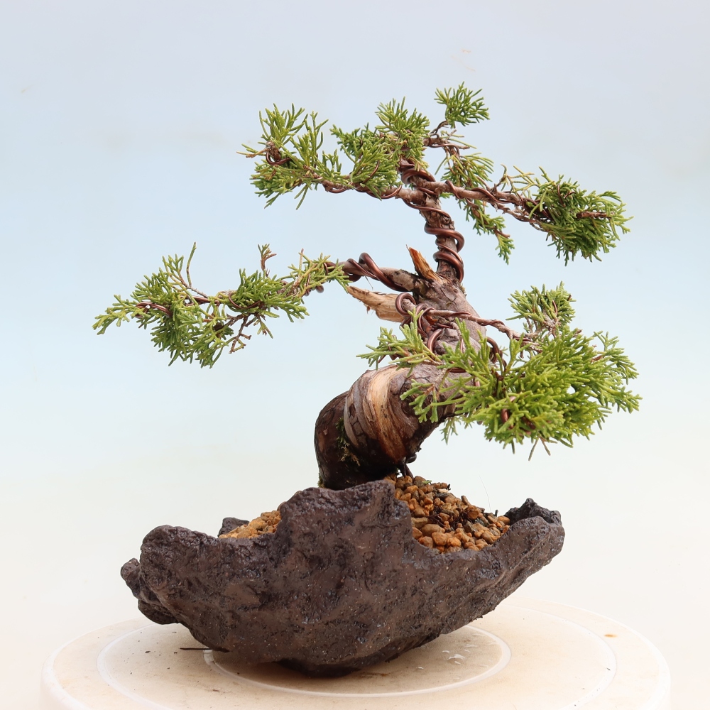 Kültéri bonsai - Juniperus chinensis Itoigawa-Juniperus chinensis