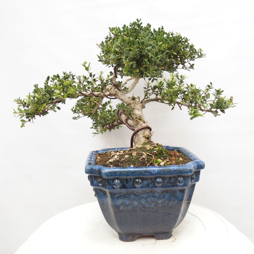 Szobai bonsai - Ilex crenata - Holly