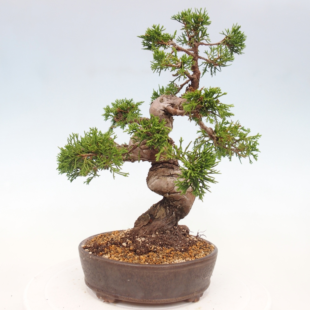 Kültéri bonsai - Juniperus chinensis Itoigawa