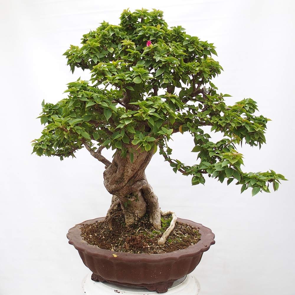 Szoba bonsai - Bouganwilea