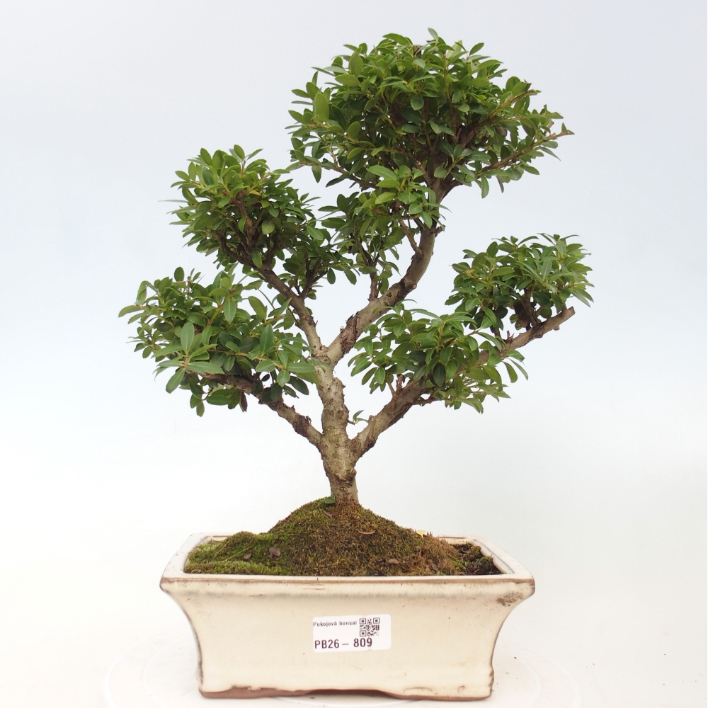 Szobai bonsai - Ilex crenata - Holly