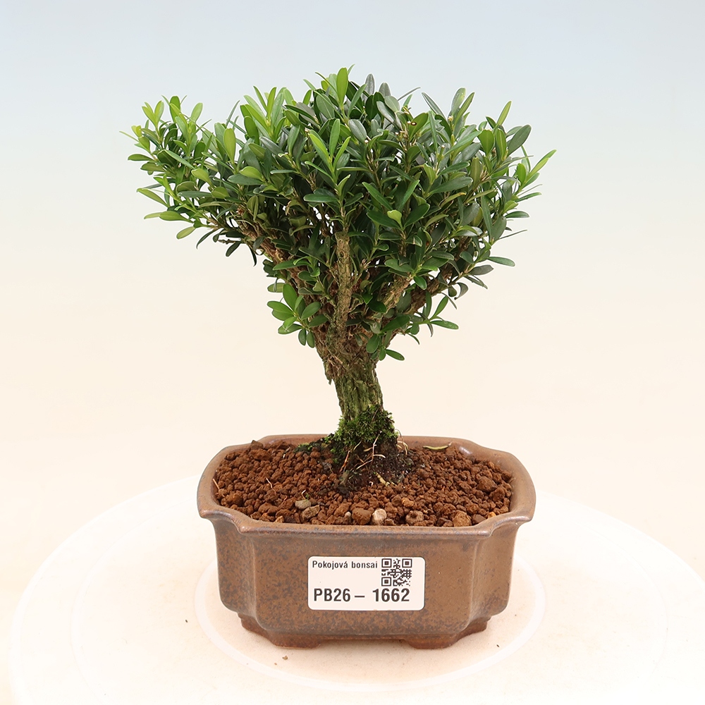 Szobai bonsai - Buxus harlandii - parafa buxus