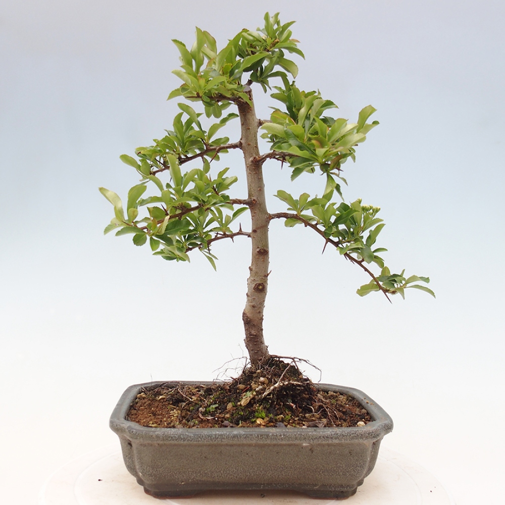 Kültéri bonsai-Pyracantha Teton - Hlox