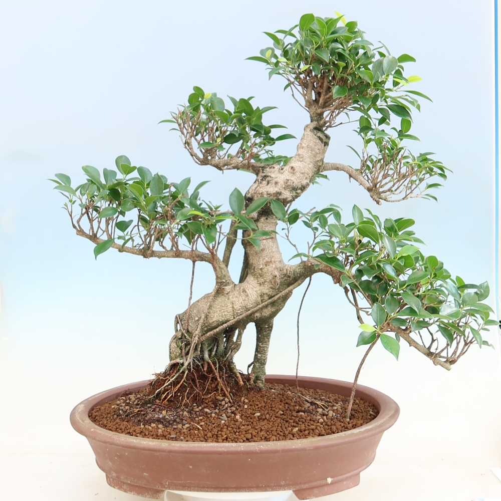 Szobai bonsai - Ficus kimmen - kislevelű fikusz