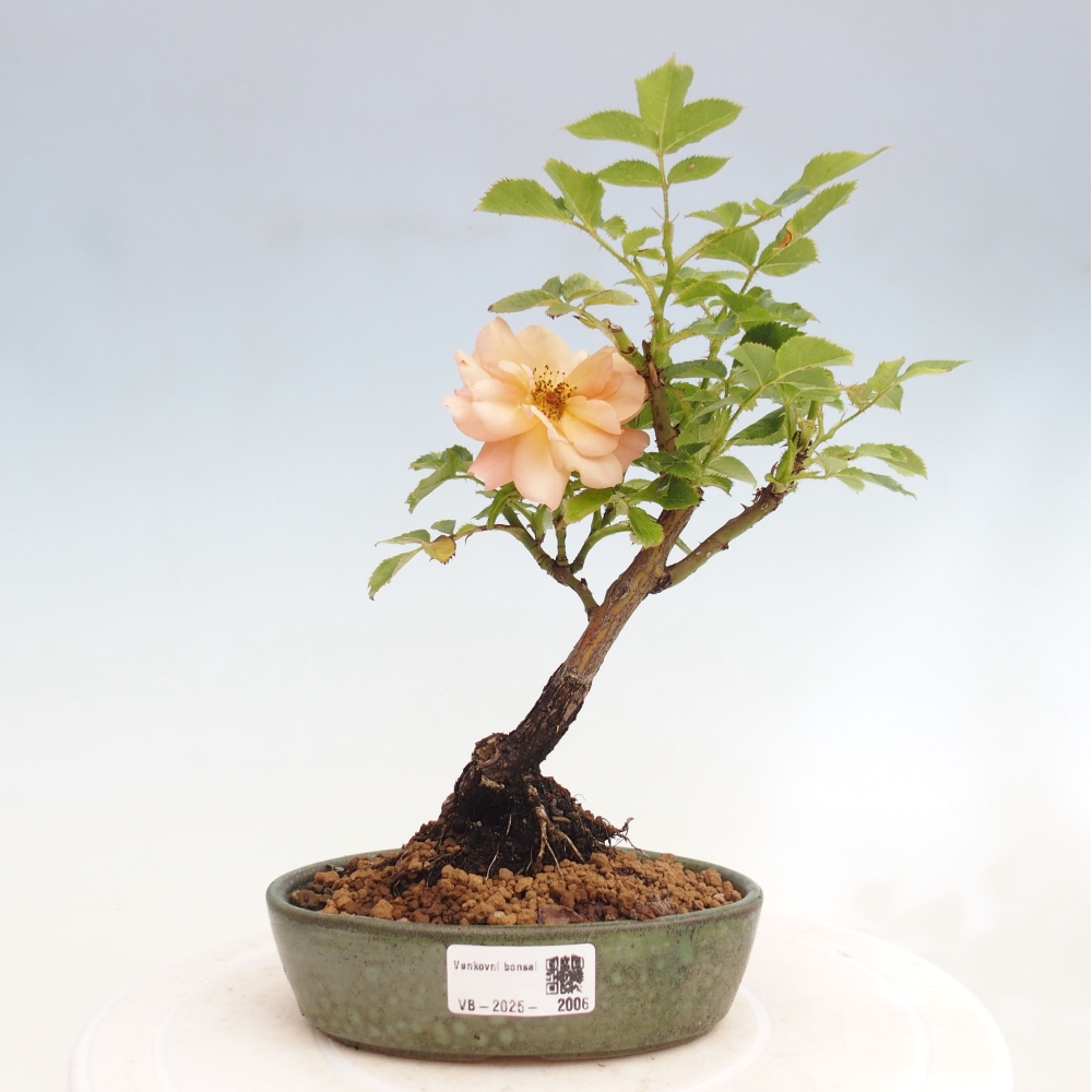 Kültéri bonsai - Rosa Kordes - rózsa