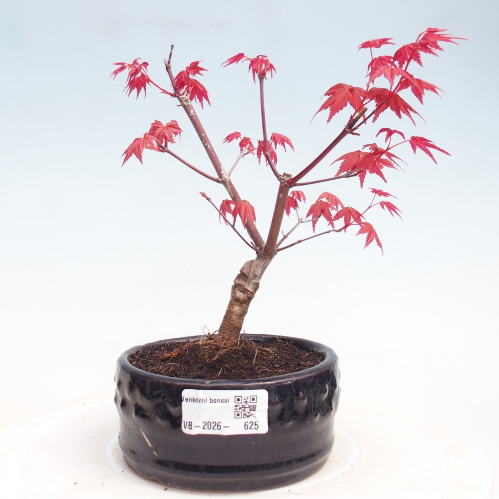 Kültéri bonsai - Acer palmatum DESHOJO
