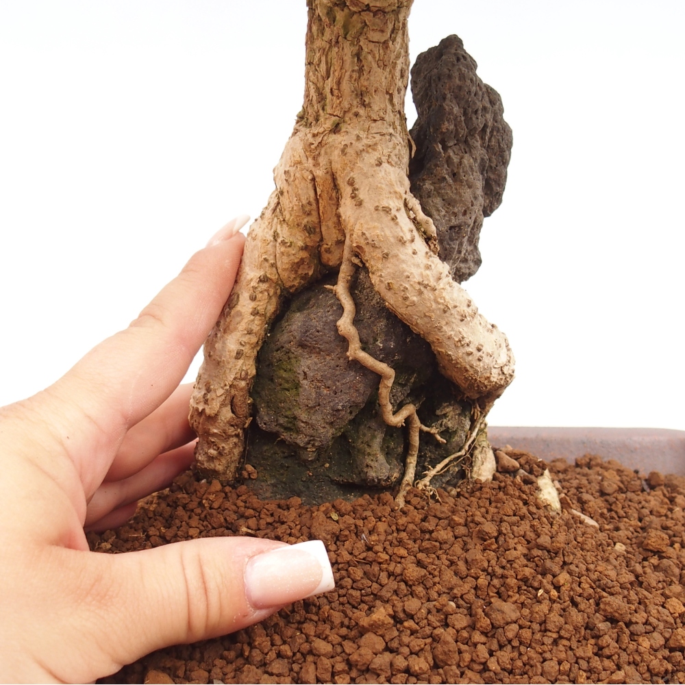 Kültéri bonsai - Berberis coreana