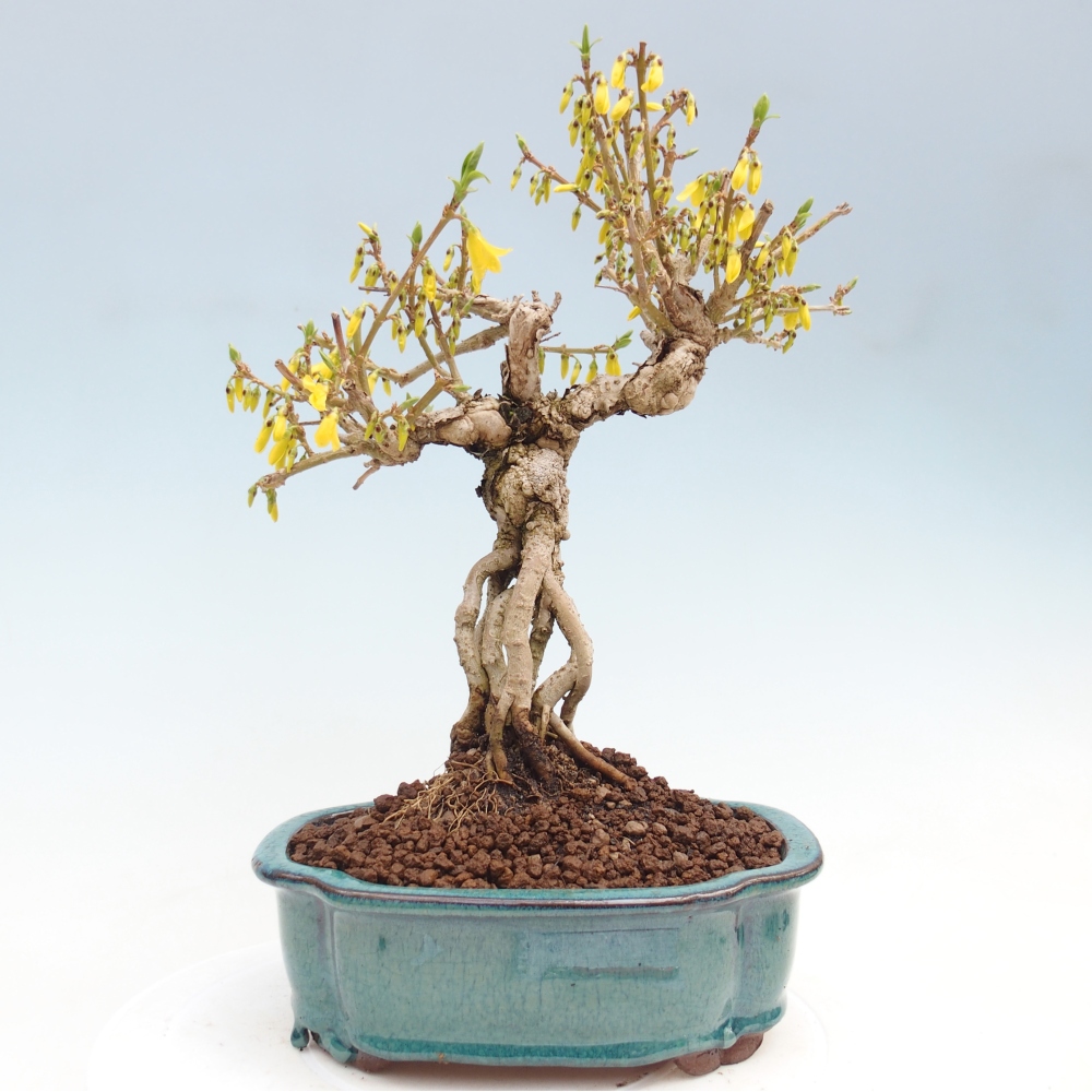 Kültéri bonsai - Zlatice - Forsythia koreana