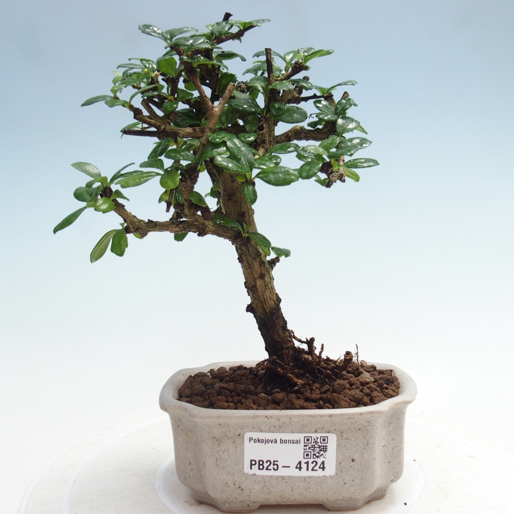 Szobai bonsai - Carmona macrophylla - Tea fuki